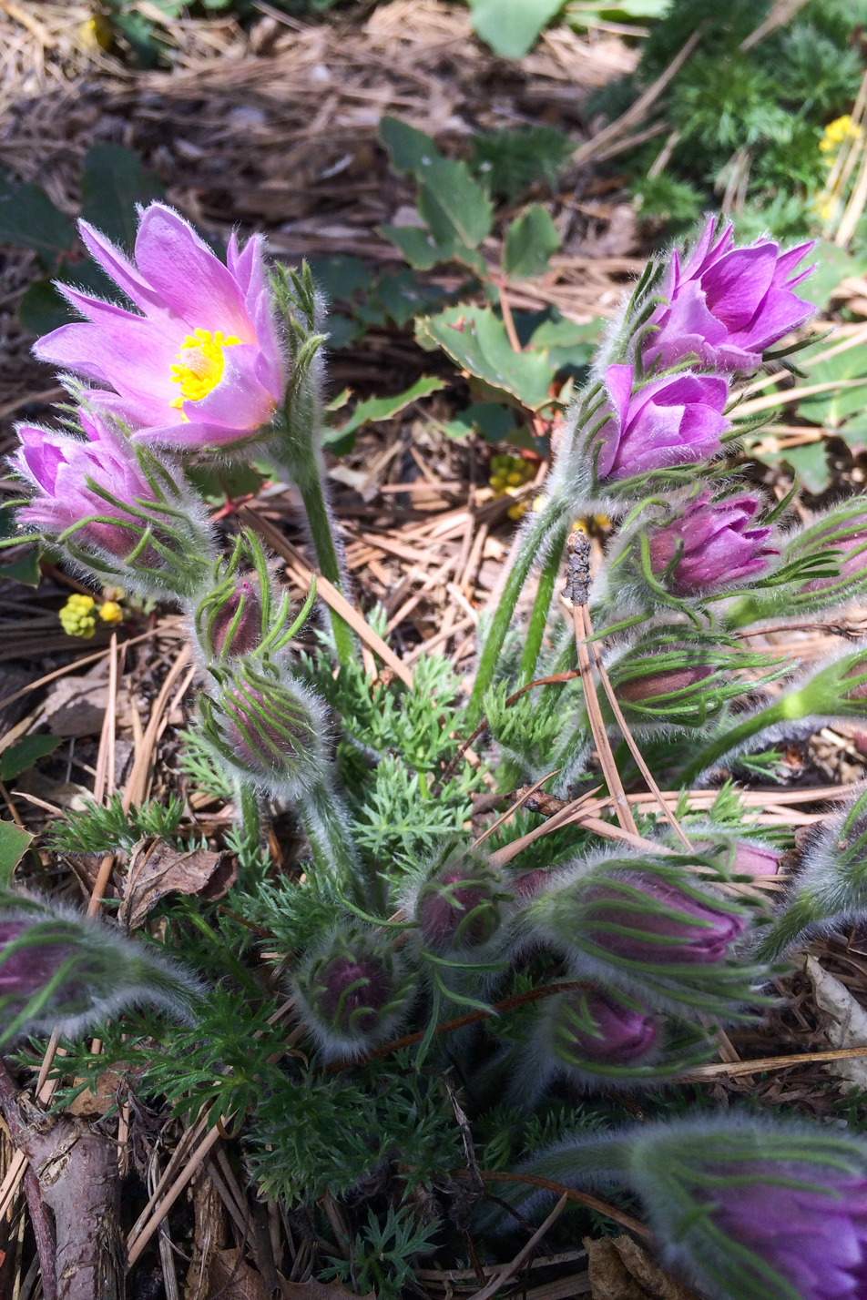 European Pasque Flower